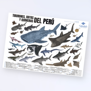 Póster - Tiburones, rayas y quimeras del Perú