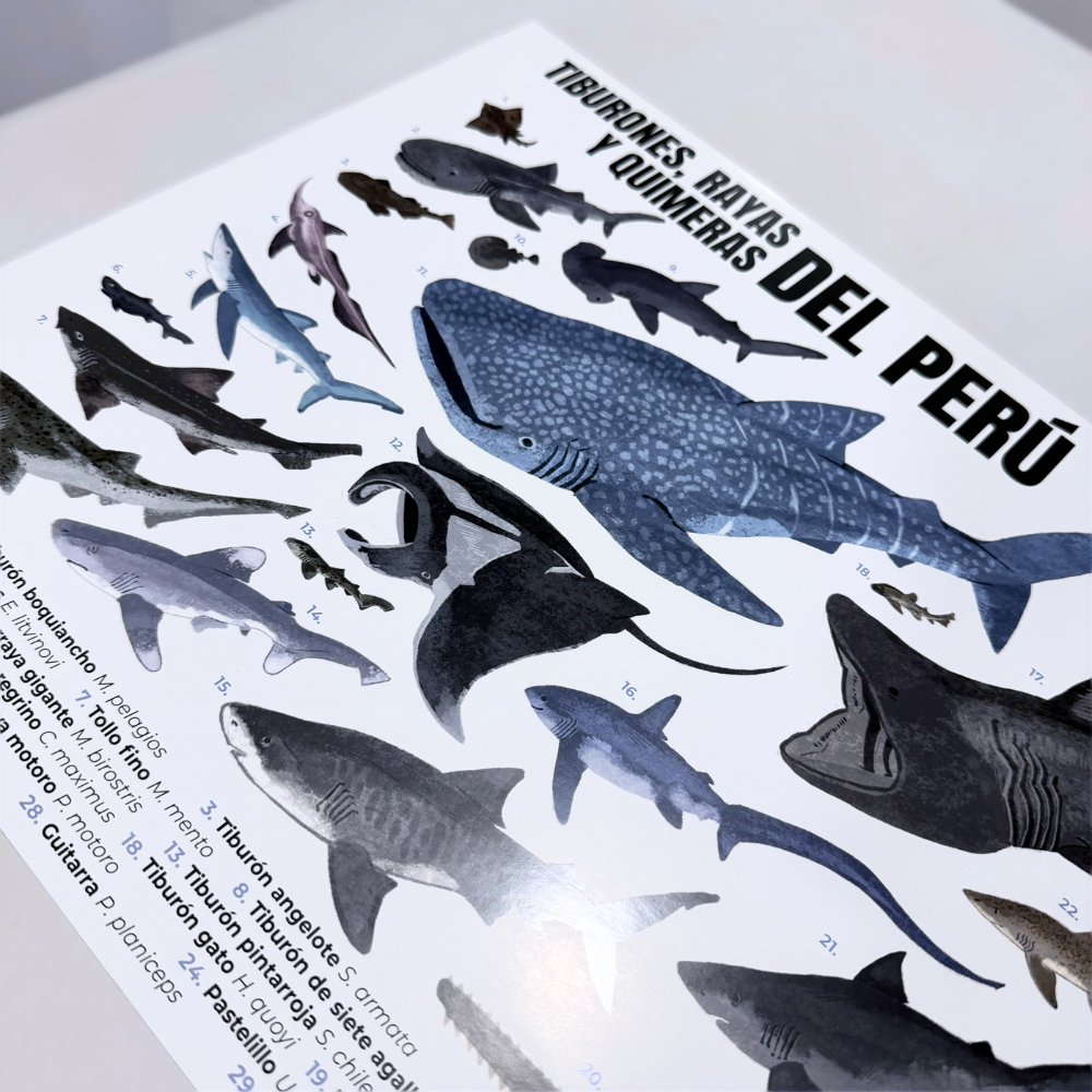 Póster - Tiburones, rayas y quimeras del Perú - Imagen 2