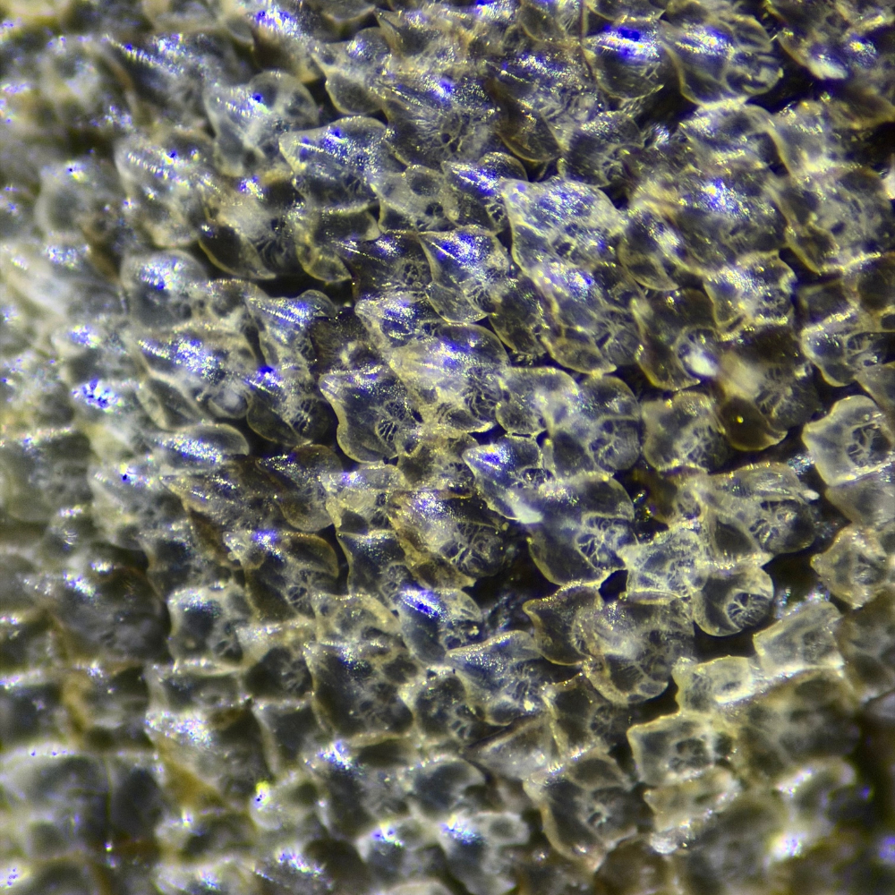 Fragmento de piel de tiburón - Triakis maculata - Imagen 2