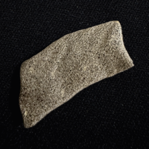 Fragmento de piel de tiburón - Triakis maculata